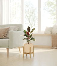 Load image into Gallery viewer, Cream stand:bamboo
