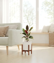 Load image into Gallery viewer, White stand:walnut
