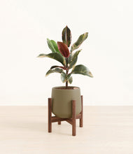 Load image into Gallery viewer, Olive stand:walnut
