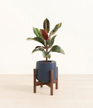 Load image into Gallery viewer, Deep Navy stand:walnut
