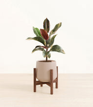 Load image into Gallery viewer, Eternal Gray stand:walnut
