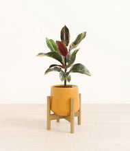 Load image into Gallery viewer, Mustard stand:bamboo
