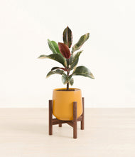 Load image into Gallery viewer, Mustard stand:walnut
