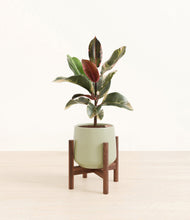 Load image into Gallery viewer, Turquoise stand:walnut
