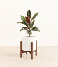 Load image into Gallery viewer, White stand:walnut
