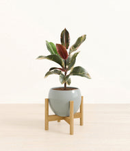 Load image into Gallery viewer, Deep Ocean stand:bamboo
