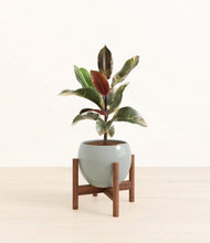 Load image into Gallery viewer, Deep Ocean stand:walnut
