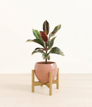 Load image into Gallery viewer, Calm Rose stand:bamboo
