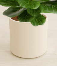 Load image into Gallery viewer, Cream stand:all
