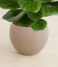 Load image into Gallery viewer, Desert Brown stand:all
