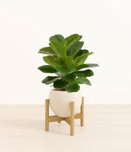 Load image into Gallery viewer, Shiny EggWhite stand:bamboo
