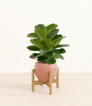 Load image into Gallery viewer, Calm Rose stand:bamboo
