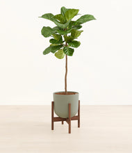 Load image into Gallery viewer, Sage Green stand:dark
