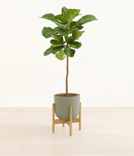 Load image into Gallery viewer, Sage Green stand:light
