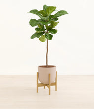 Load image into Gallery viewer, Sandy Pink stand:light
