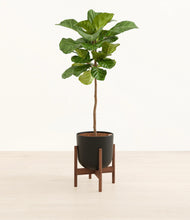 Load image into Gallery viewer, Stone Black stand:dark
