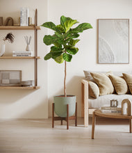 Load image into Gallery viewer, Sage Green stand:dark
