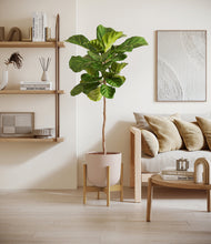 Load image into Gallery viewer, Sandy Pink stand:light
