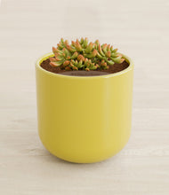 Load image into Gallery viewer, Key Lime Yellow stand:all
