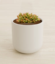 Load image into Gallery viewer, Cotton White stand:all
