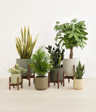 Lade das Bild in den Galerie-Viewer, Woodland stand:four_stands
