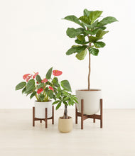 Load image into Gallery viewer, Misty Morning stand:two_stands
