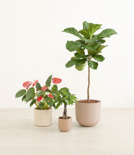 Load image into Gallery viewer, Peach Blossom
