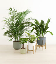 Load image into Gallery viewer, Earthy stand:two_stands
