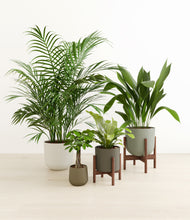 Load image into Gallery viewer, Woodland stand:two_stands
