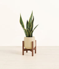Load image into Gallery viewer, Almond Green stand:walnut
