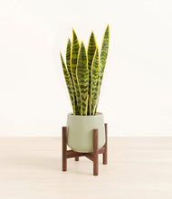 Load image into Gallery viewer, Turquoise stand:walnut
