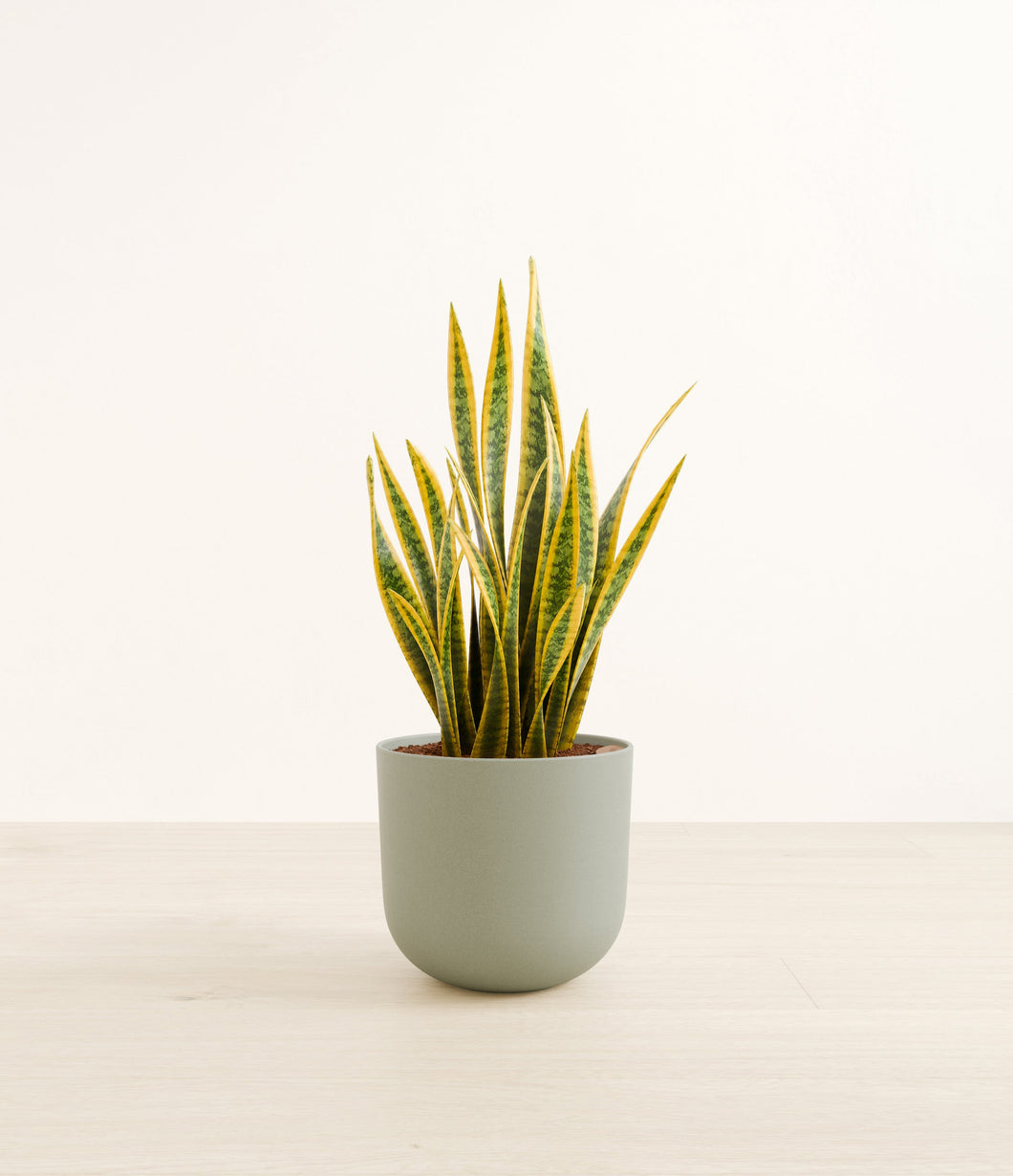 Sage Green*****Profile