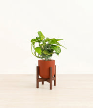 Charger l'image dans la galerie, Earth Red stand:dark

