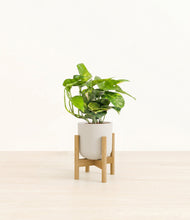 Charger l'image dans la galerie, Natural Bamboo stand:light
