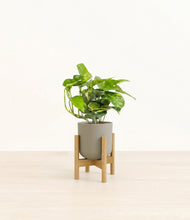 Charger l'image dans la galerie, Sage Green stand:light
