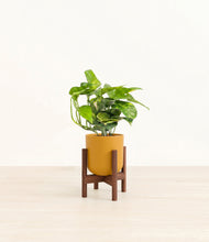 Charger l'image dans la galerie, Sunset Orange stand:dark
