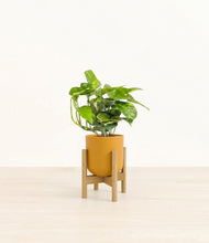 Charger l'image dans la galerie, Sunset Orange stand:light

