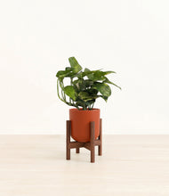 Lade das Bild in den Galerie-Viewer, Earth Red stand:walnut
