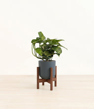 Lade das Bild in den Galerie-Viewer, Iron Gray stand:walnut
