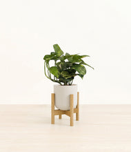 Lade das Bild in den Galerie-Viewer, Natural Bamboo stand:bamboo
