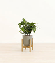 Lade das Bild in den Galerie-Viewer, Sage Green stand:bamboo
