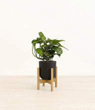 Lade das Bild in den Galerie-Viewer, Stone Black stand:bamboo
