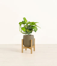 Charger l'image dans la galerie, Olive stand:light
