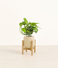 Charger l'image dans la galerie, Almond Green stand:light
