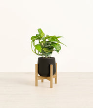 Charger l'image dans la galerie, Black stand:light
