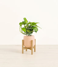 Charger l'image dans la galerie, Gentle Pink stand:light
