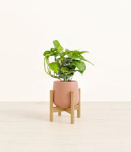 Charger l'image dans la galerie, Calm Rose stand:light
