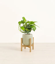 Charger l'image dans la galerie, Turquoise stand:light
