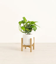 Charger l'image dans la galerie, White stand:light
