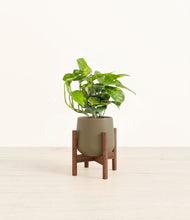 Charger l'image dans la galerie, Olive stand:dark
